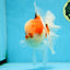 AAA Grade Godzilla Sakura Oranda Male 6-6.5 inches #080125OR_03