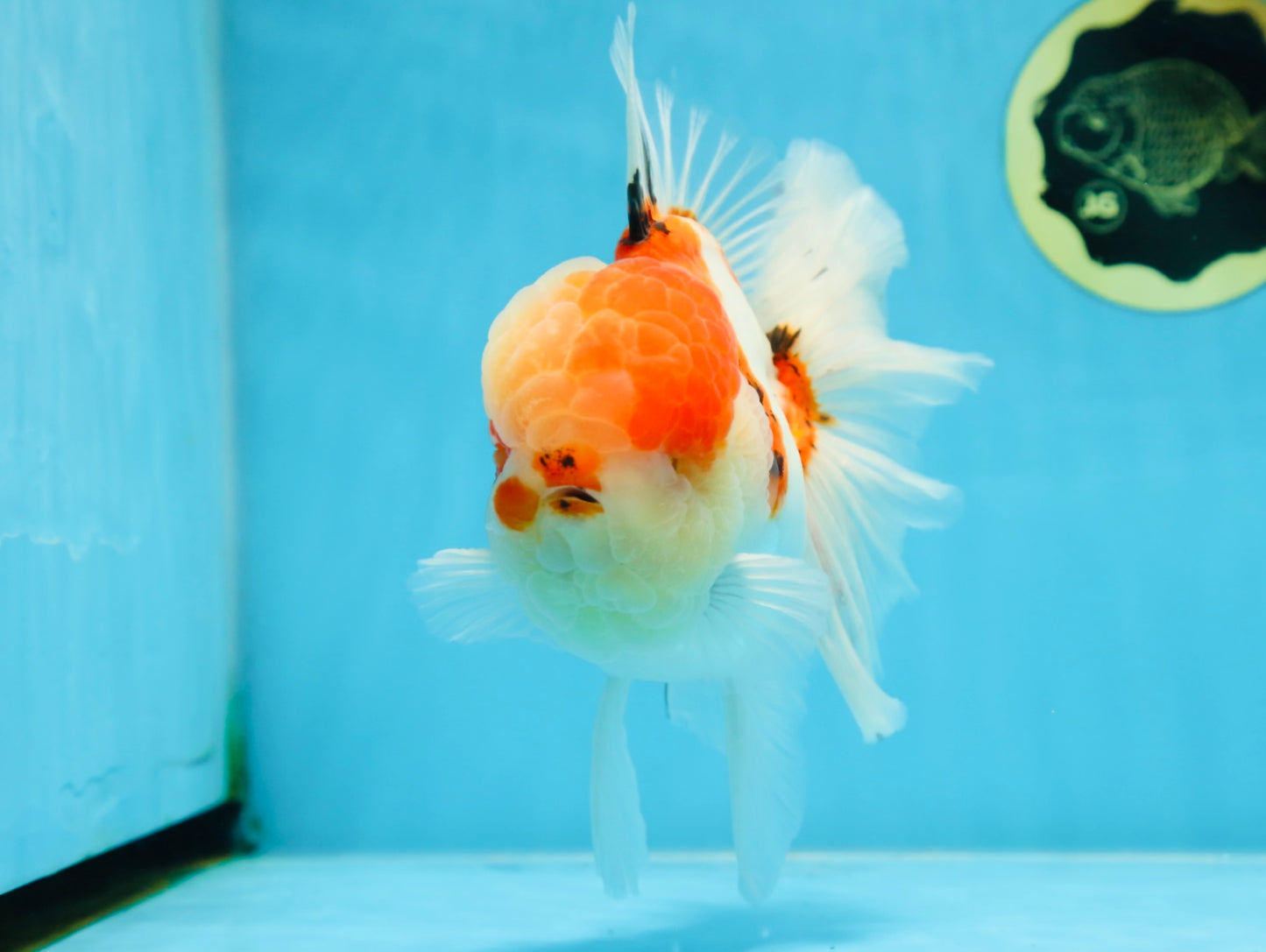 AAA Grade Godzilla Sakura Oranda Male 6-6.5 inches #080125OR_03