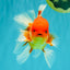A Grade Red White Oranda Male 5.5 inches #080726OR_08