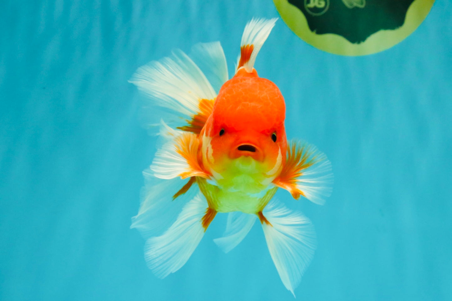 A Grade Red White Oranda Male 5.5 inches #080726OR_08