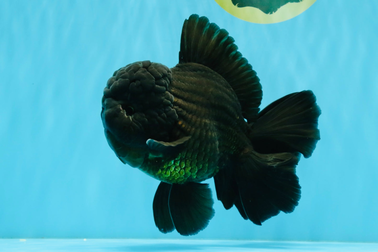 AAA Grade Godzilla Black Oranda Male 6.5 inches #032726OR_08