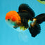 MARIO Tricolor Oranda Male 5-5.5 inches #041026OR_10