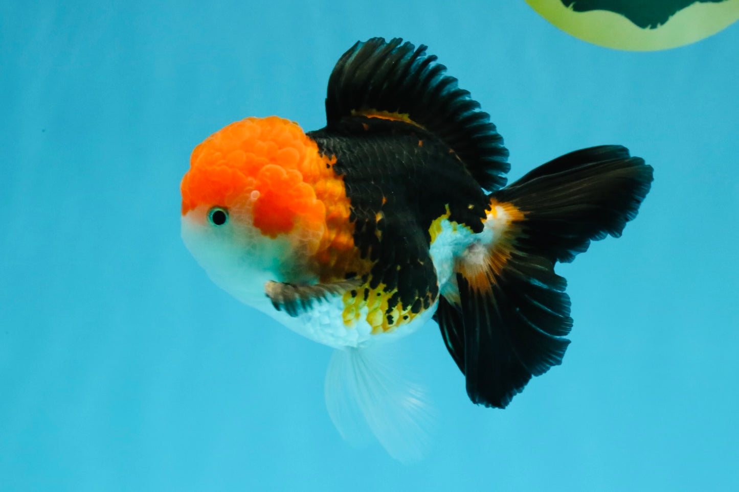 MARIO Tricolor Oranda Male 5-5.5 inches #041026OR_10