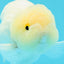 ❄️ Super Cute Snow White Lemonhead Lionchu Male 4.5 inches #0524LC_14