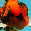 A Grade Broatail Tiger Oranda Male 7.5 inches #100926OR_08