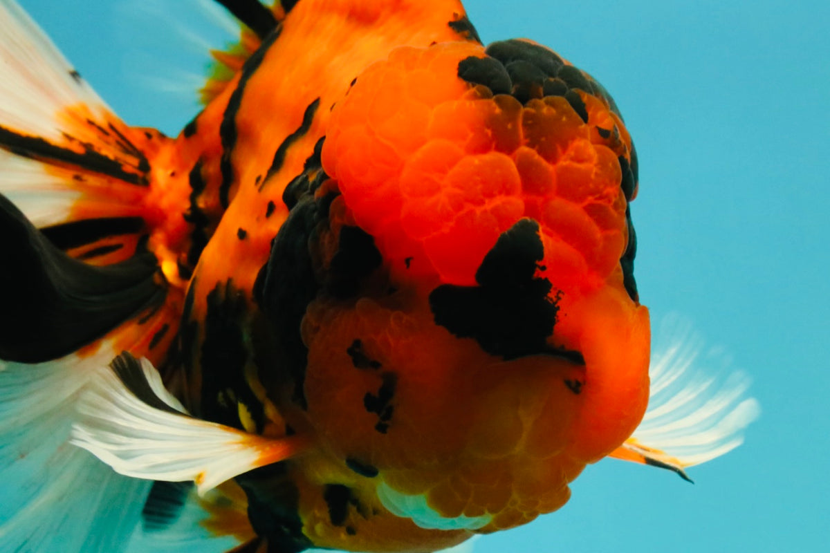A Grade Broatail Tiger Oranda Male 7.5 inches #100926OR_08