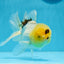 A Grade Lemonhead Oranda Male 5 inches #0830OR_22