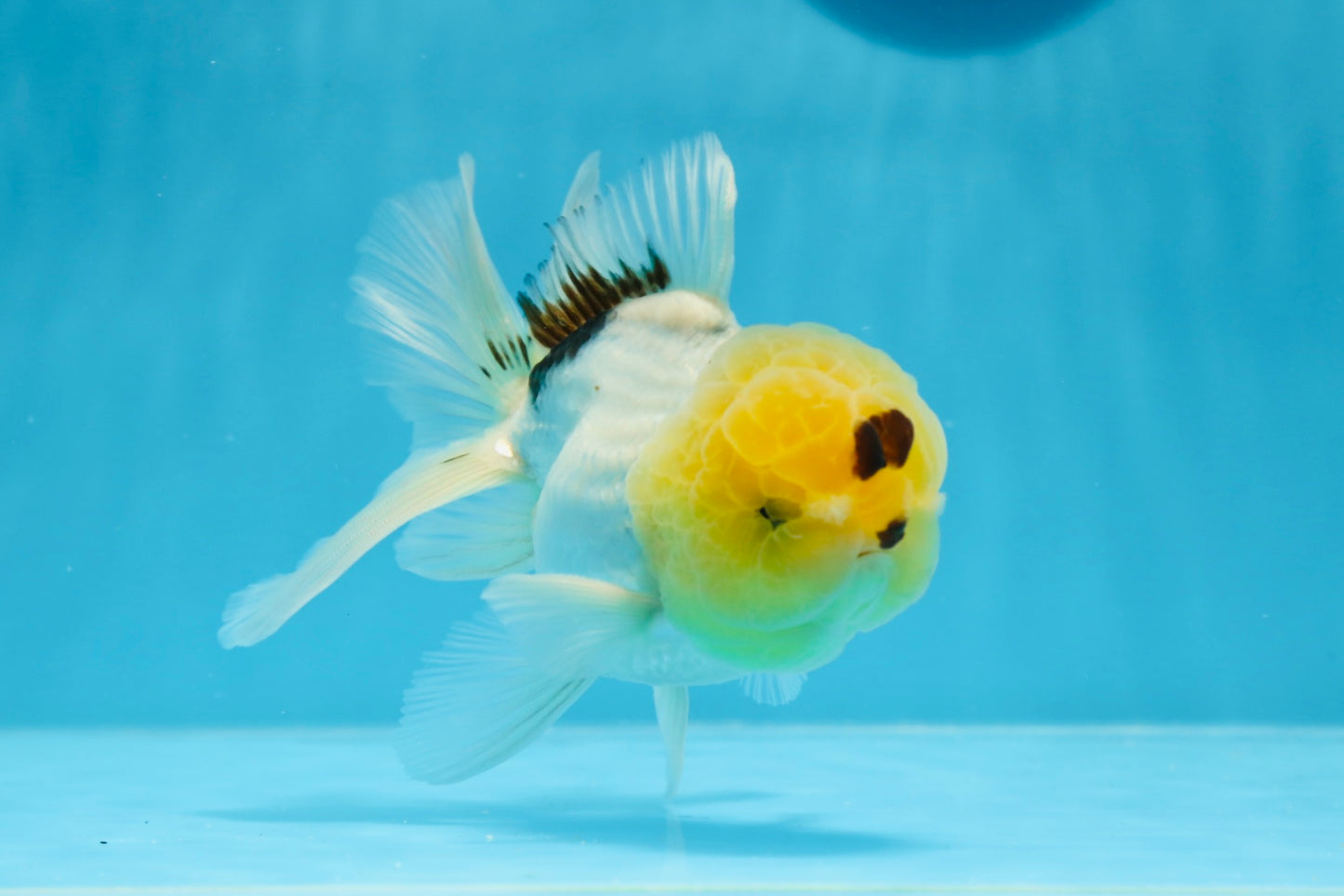 A Grade Lemonhead Oranda Male 5 inches #0830OR_22