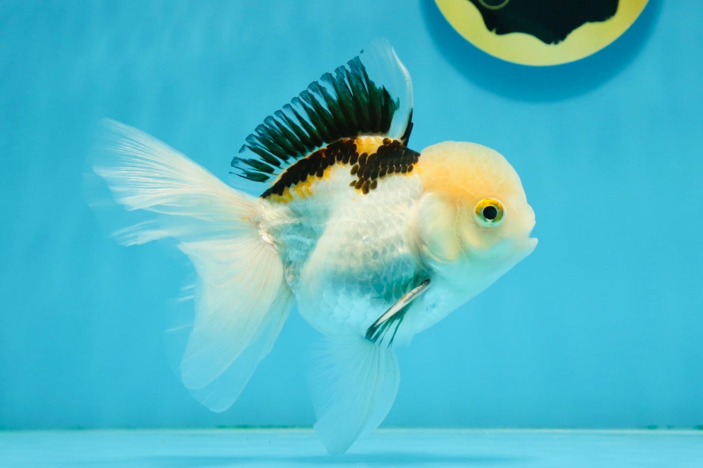 AAA Grade Tricolor Oranda Male 4.5-5 inches #112924OR_17