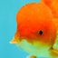 A Grade Red White Oranda Male 6 inches #082826OR_12
