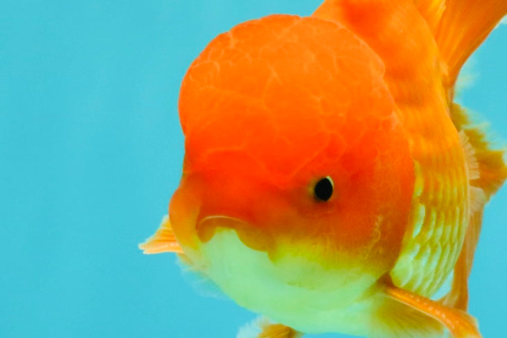 A Grade Red White Oranda Male 6 inches #082826OR_12
