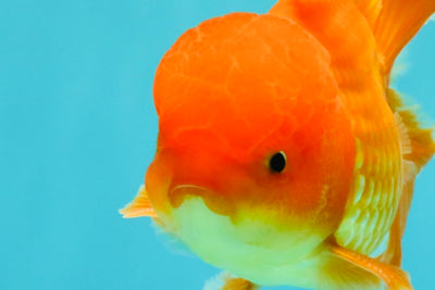 A Grade Red White Oranda Male 6 inches #082826OR_12