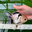 A Grade Panda Button Eyes Oranda Female 5.5 inches #0913OR_17