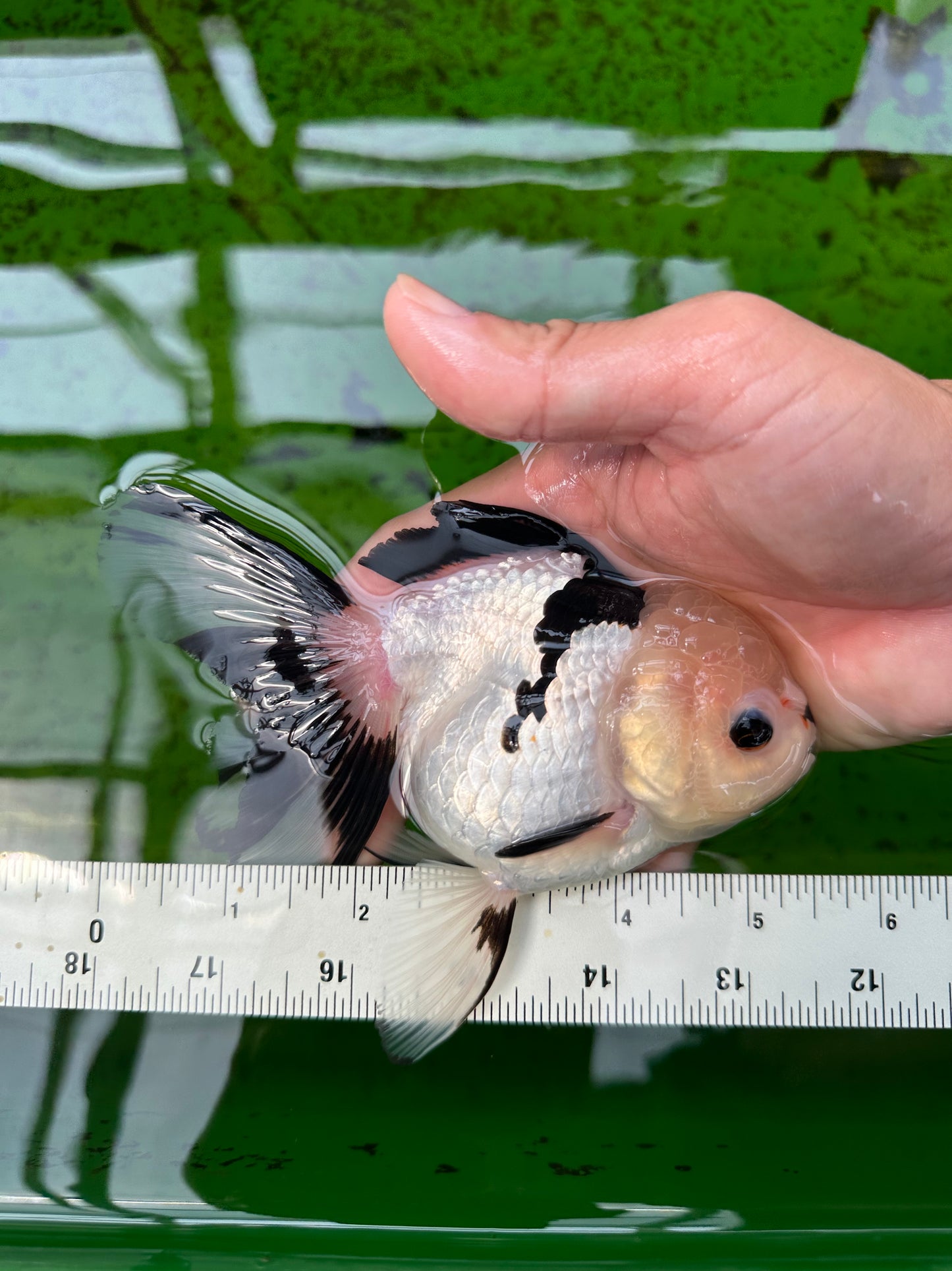 Panda de ojos de botón de grado A, hembra oranda de 5,5 pulgadas, n.º 0913OR_17