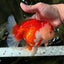 AAA Grade Red White Oranda Female 6-6.5 inches #032026OR_07
