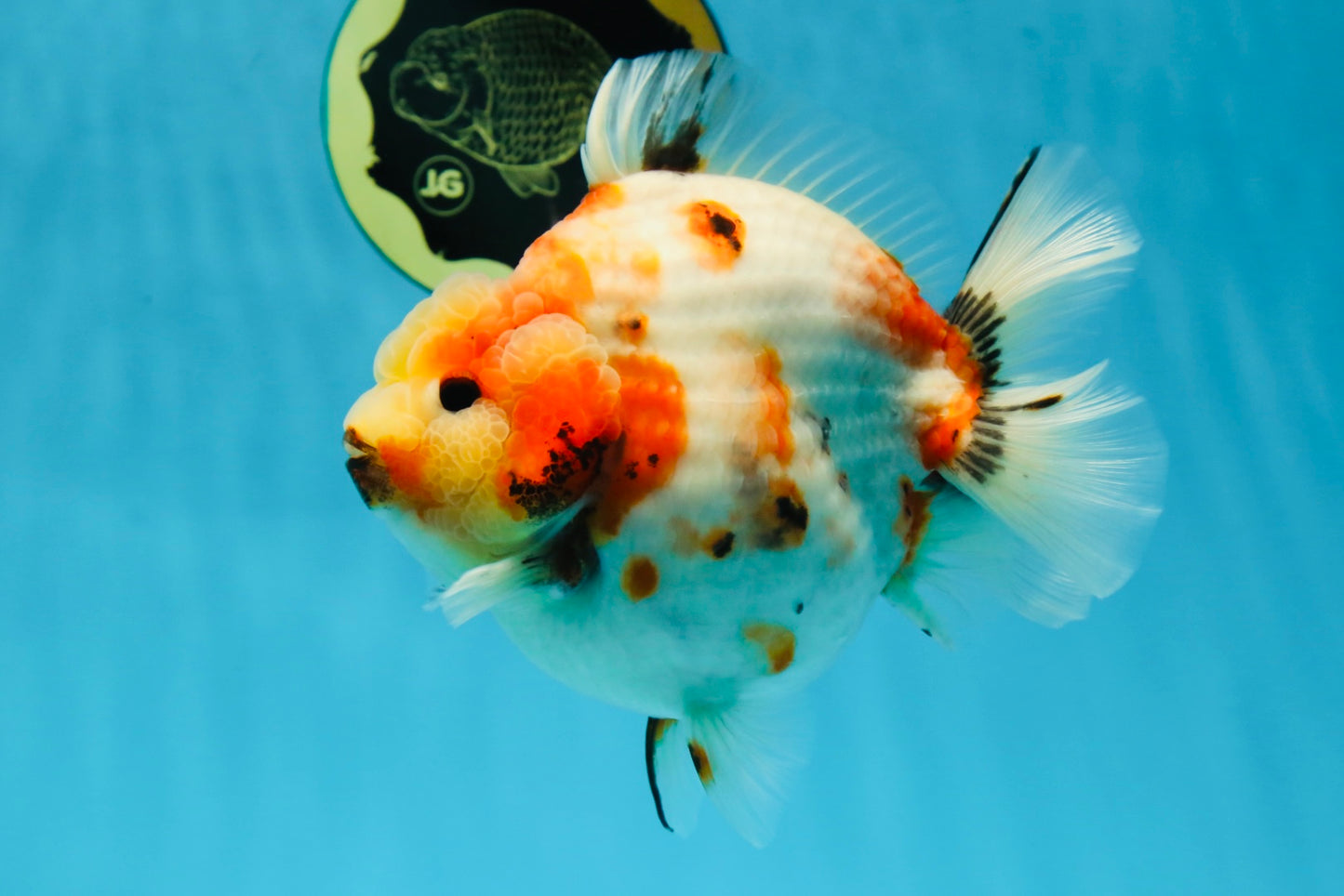 AAA Grade Big Body Godzilla Sakura Button Eyes Yuanbao Female 5-5.5 inches #051625YB_14