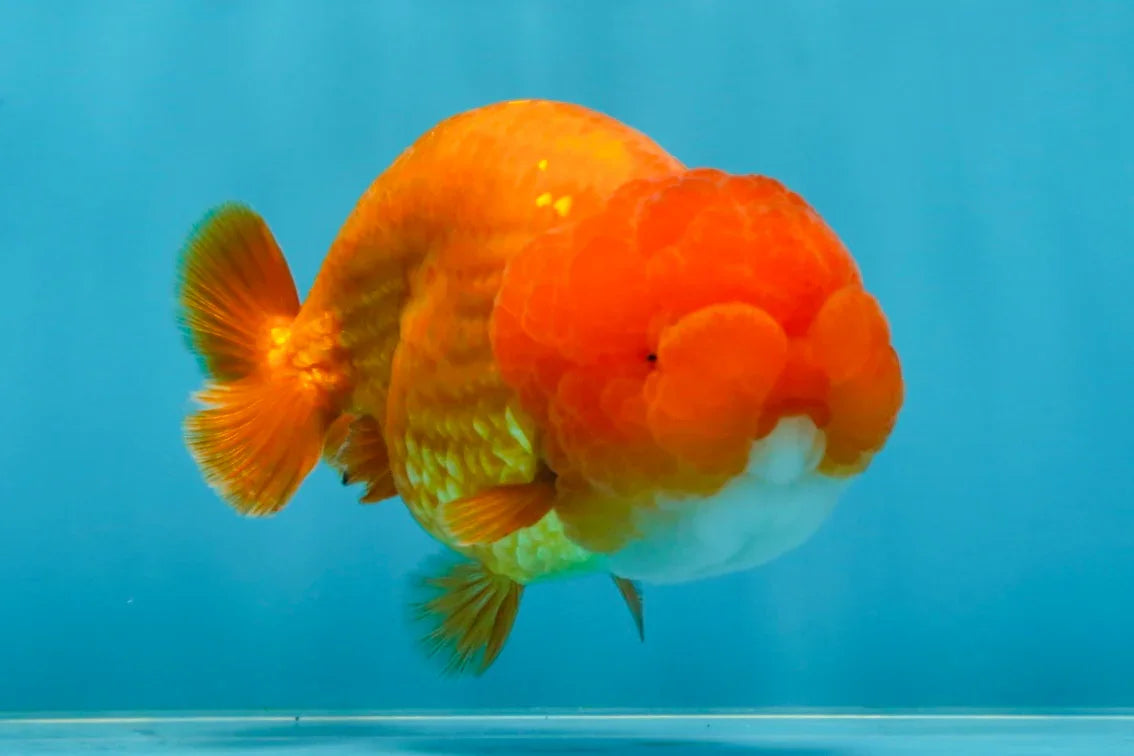 A Big Wen Grade Red LionQueen 4.5 inches #051625LC_39