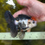 A Grade Tricolor Oranda Male 5 inches #100325OR_20