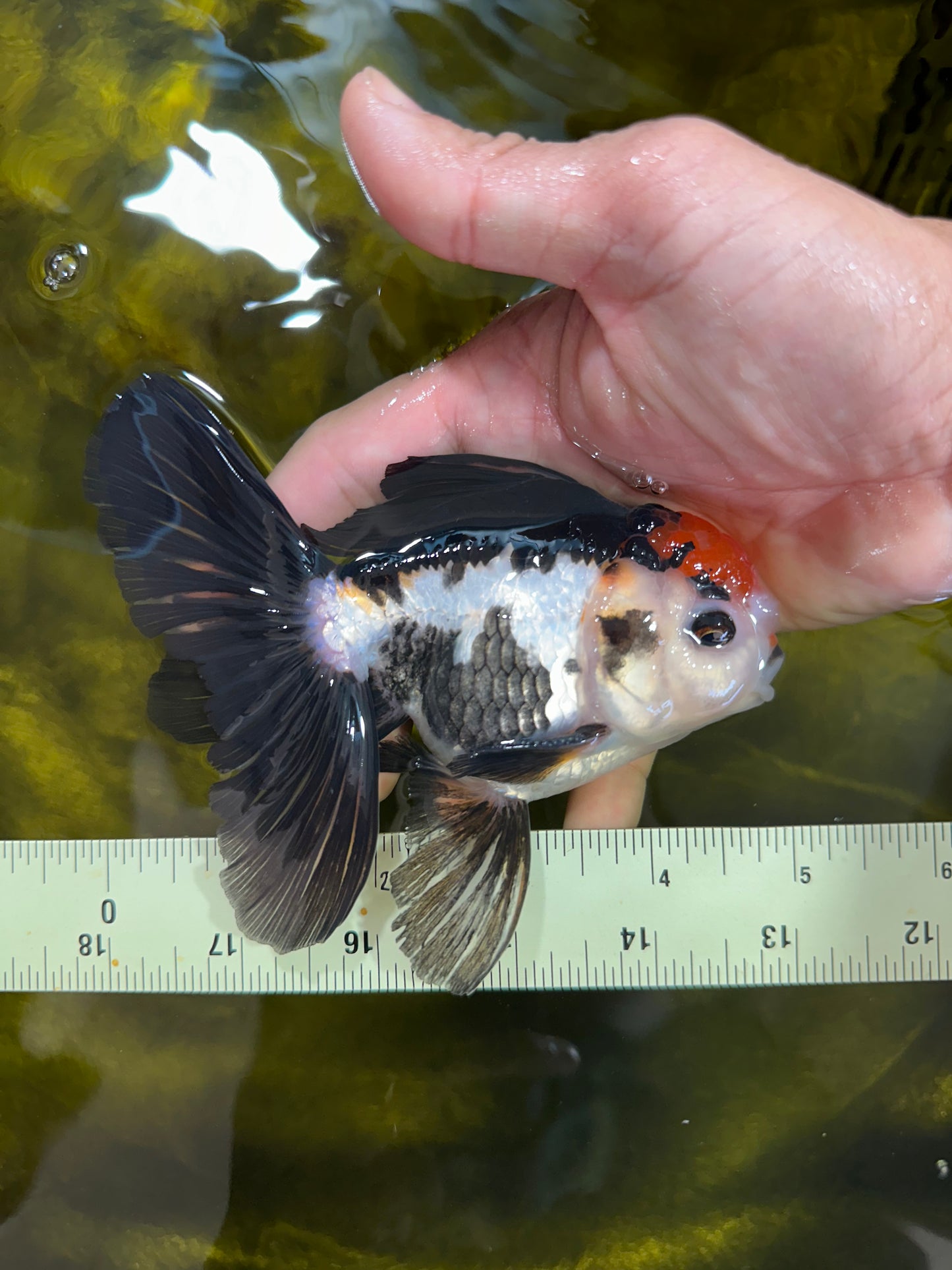 A Grade Tricolor Oranda Male 5 inches #100325OR_20