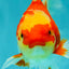 A Grade Red White Oranda Female 5.5 inches #071726OR_20