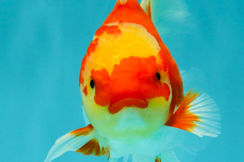 A Grade Red White Oranda Female 5.5 inches #071726OR_20