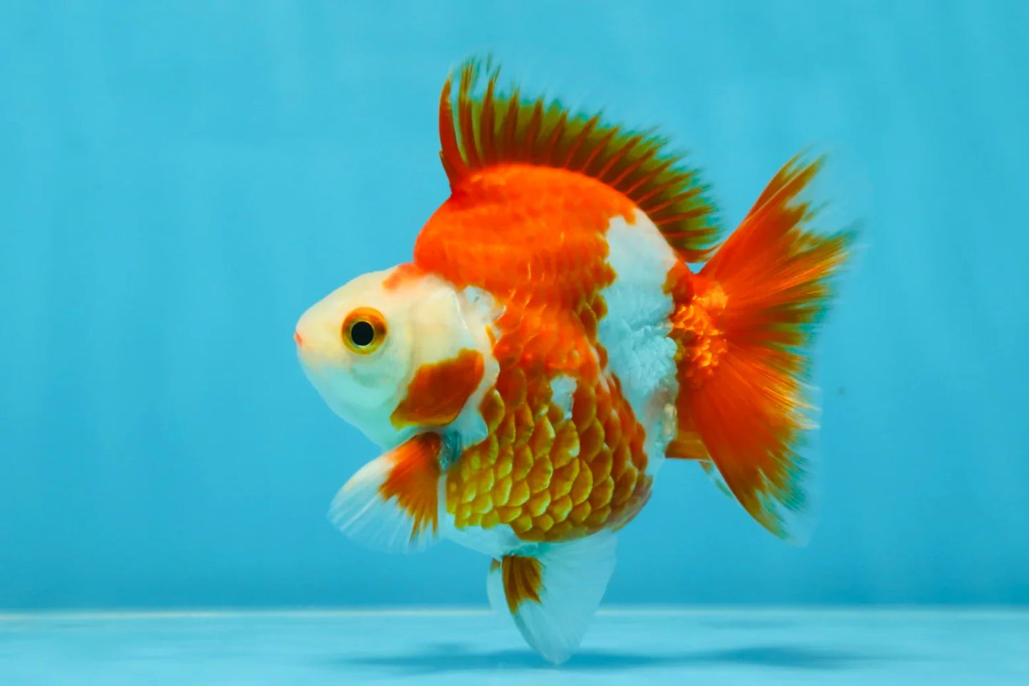 3rd Runner Up SHOW GRADE Red White Ryukin Male 3.5-4 inches #053025RK_9999