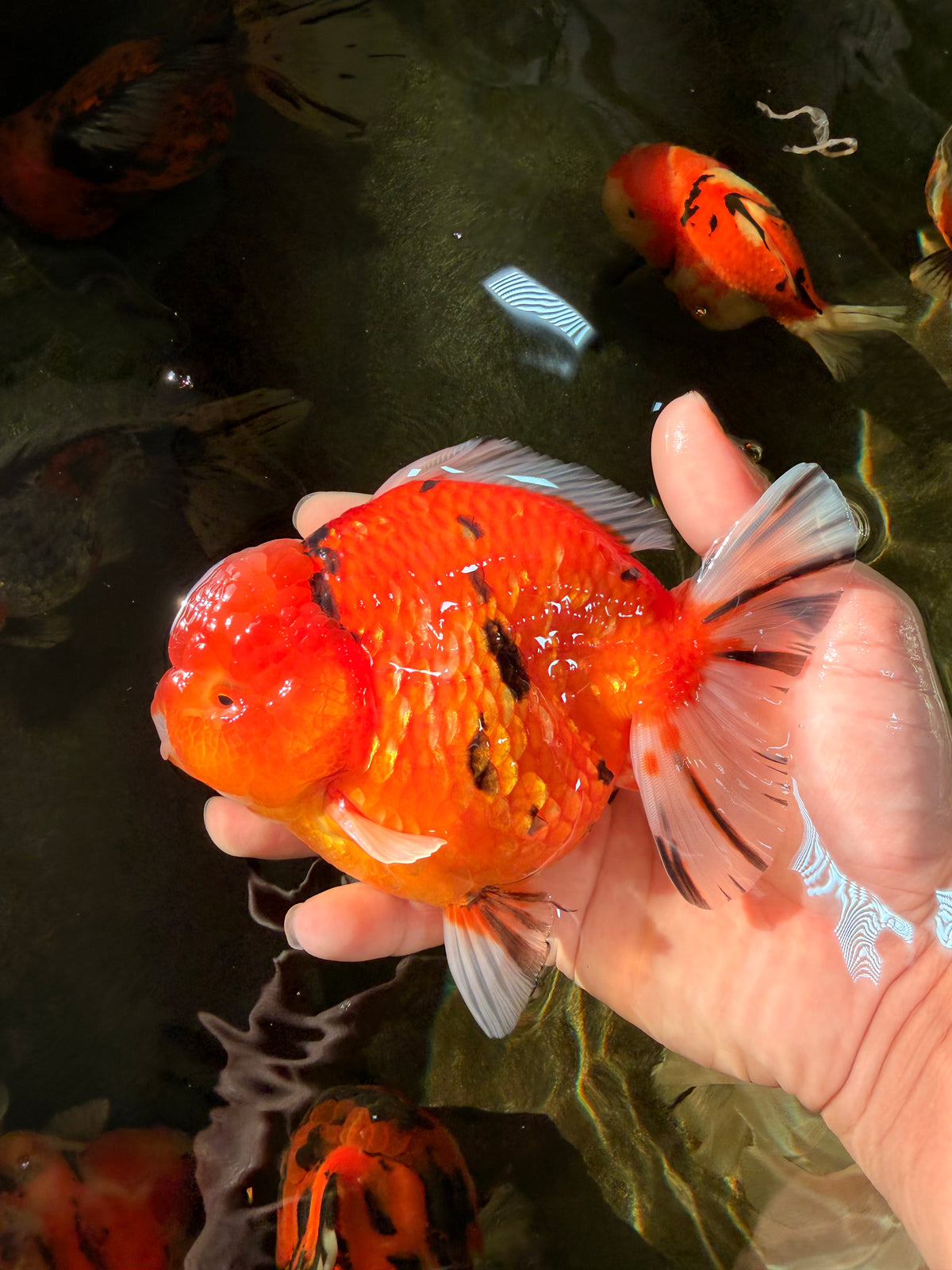 AAA Grade Tiger Yuanbao Male 5.5 inches #100926YB_03
