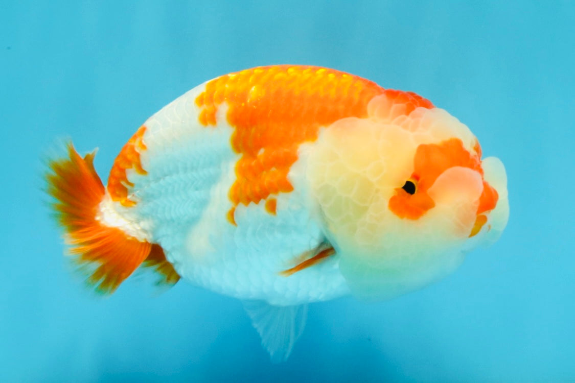 A Grade Red White LionQueen 4.5-5 inches #032726LC_21