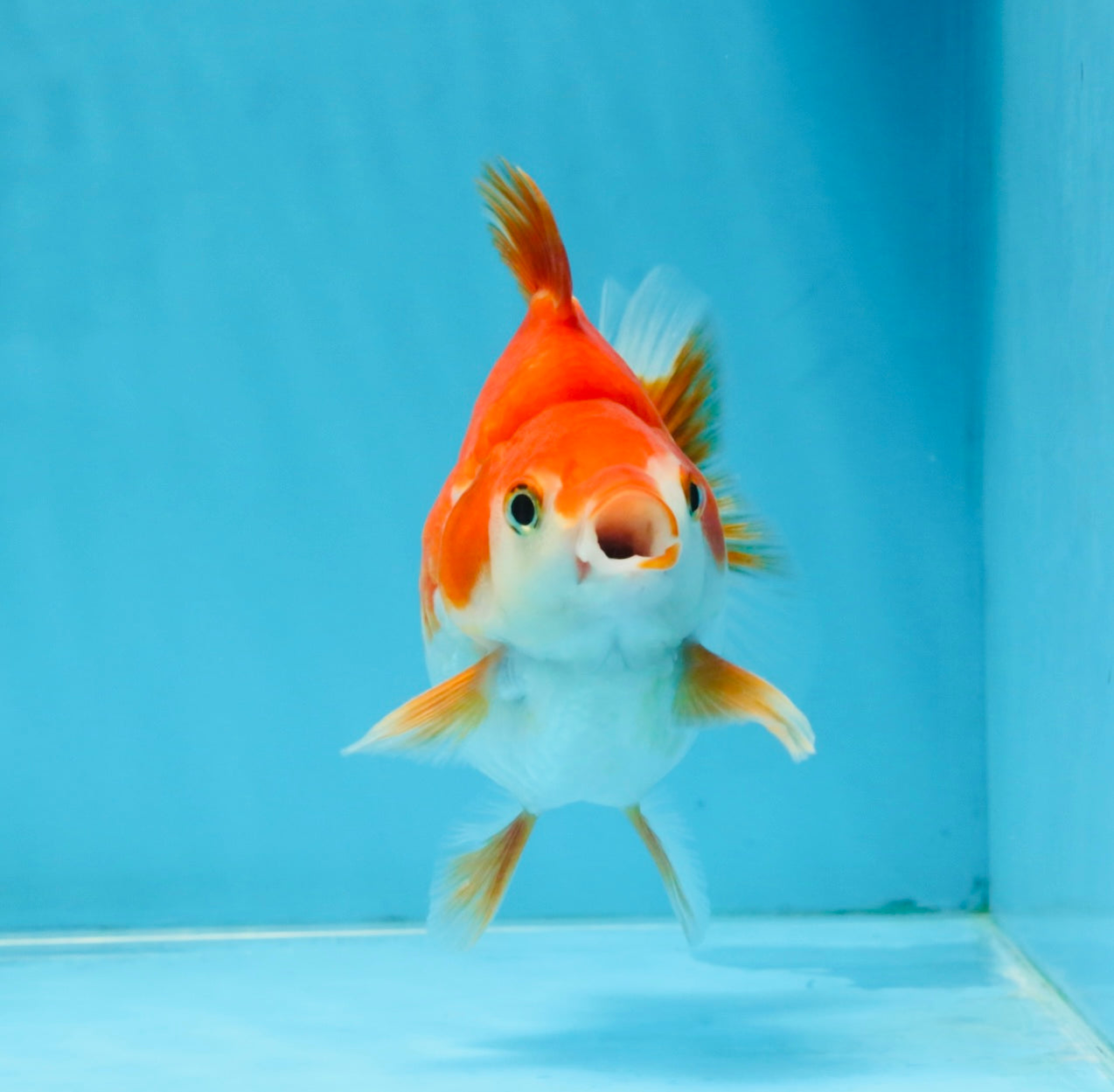 A Grade Red White Ryukin Male 4.5 inches #111425RK_11