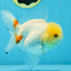 White Beauty Oranda Male 5 inches #053025OR_30