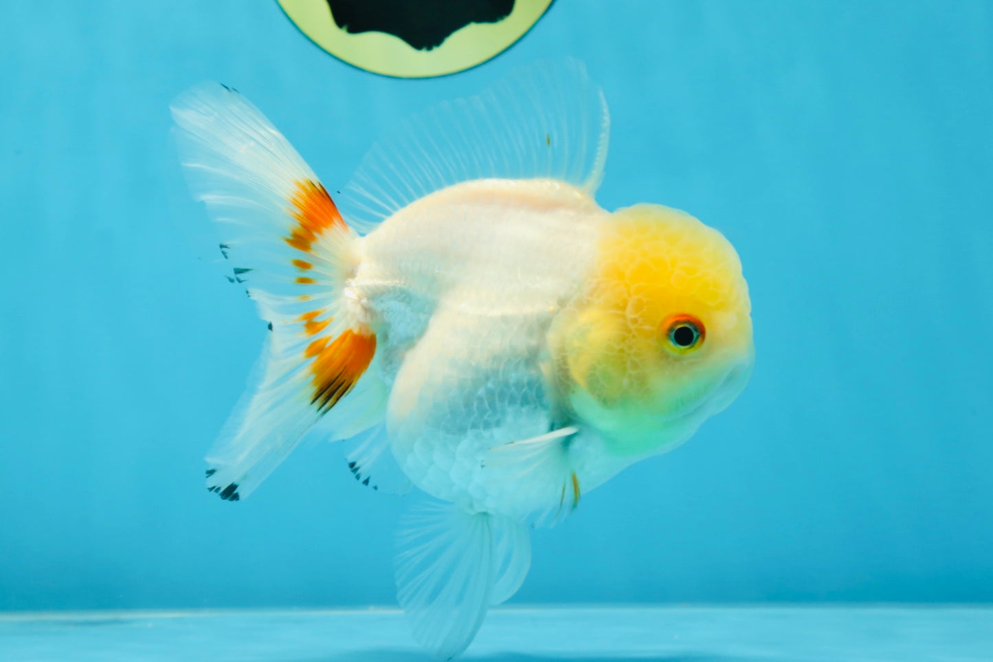 White Beauty Oranda Male 5 inches #053025OR_30