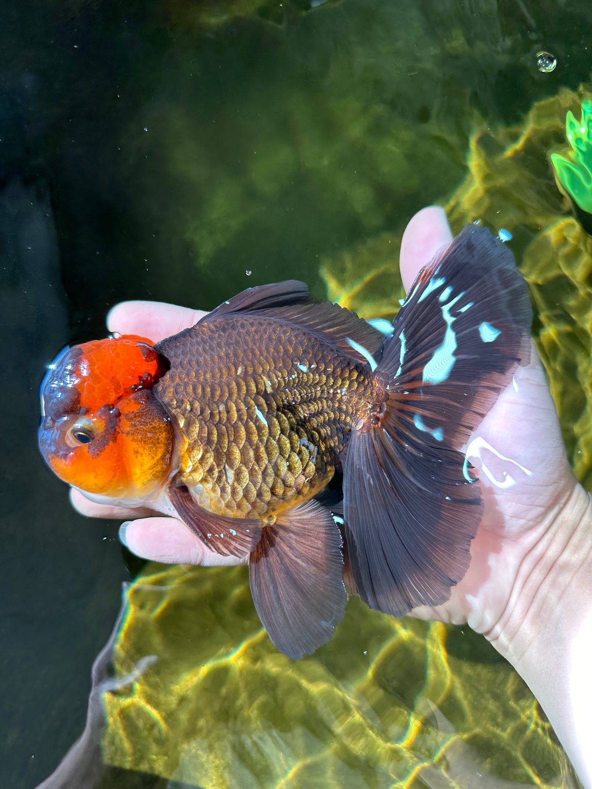 A Grade Apache Oranda Male 5.5-6 inches #0329OR_05 – Jimmy Goldfish