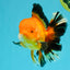 AAA Grade Apache Oranda Male 5.5-6 inches #041726OR_11