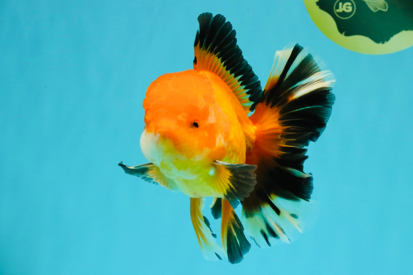 AAA Grade Apache Oranda Male 5.5-6 inches #041726OR_11