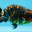A Grade Tricolor Tiger LionKing 5.5 inches #103125LC_11