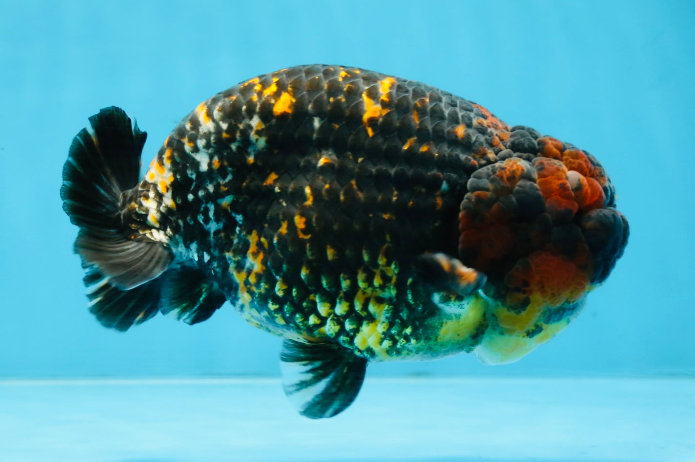 A Grade Tricolor Tiger LionKing 5.5 inches #103125LC_11