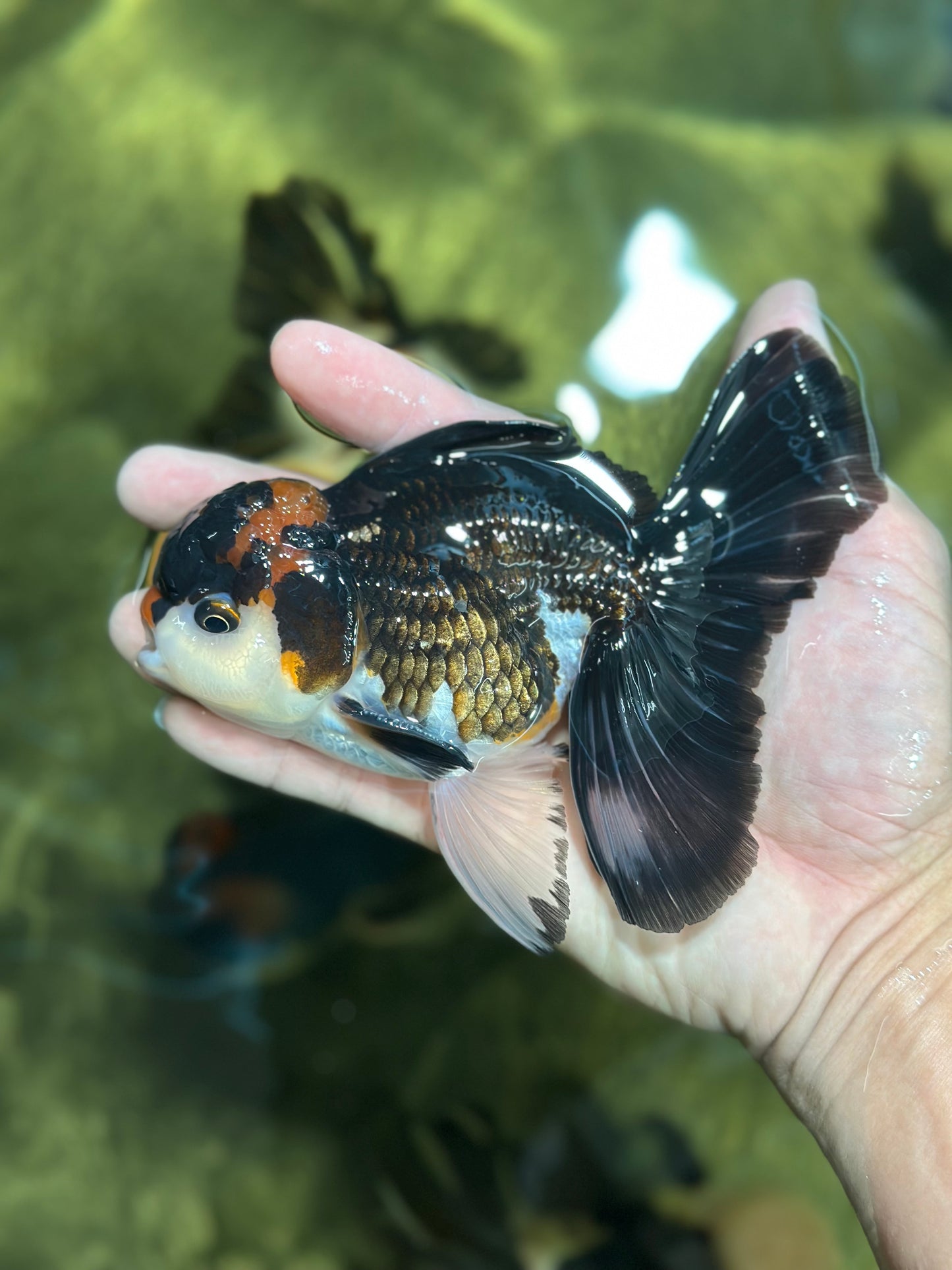 A Grade Tricolor Lava Head Oranda Male 5-5.5 inches #120624OR_03