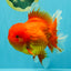 GIANT A Grade Jumbo Red White Oranda Female 7.5 inches #031326OR_05
