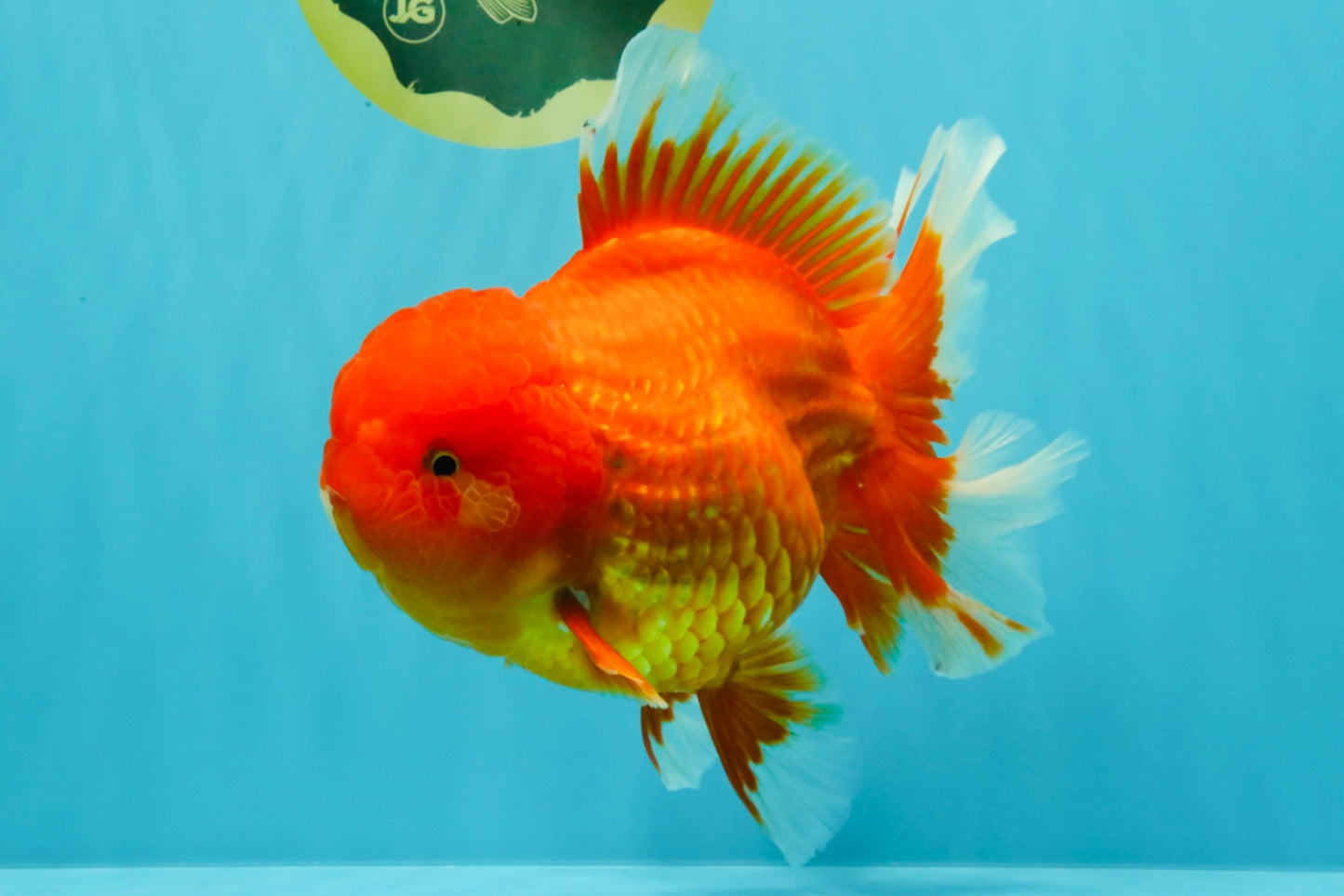 GIANT A Grade Jumbo Red White Oranda Female 7.5 inches #031326OR_05