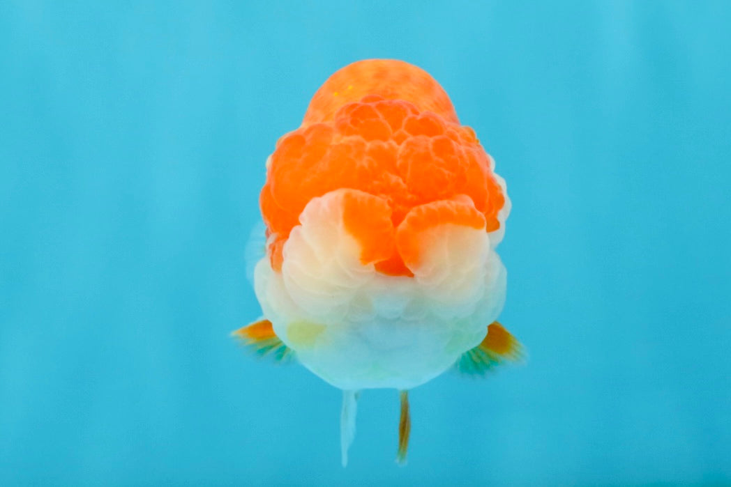 A Grade Red White LionQueen 4-4.5 inches #032726LC_14