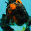 UNIQUE A Grade Lava Apache Oranda Male 5.5  inches #050826OR_04