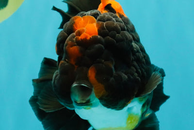UNIQUE A Grade Lava Apache Oranda Male 5.5  inches #050826OR_04