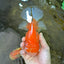 A Grade Jade Head Red White Oranda Female 6 inches #091225OR_13