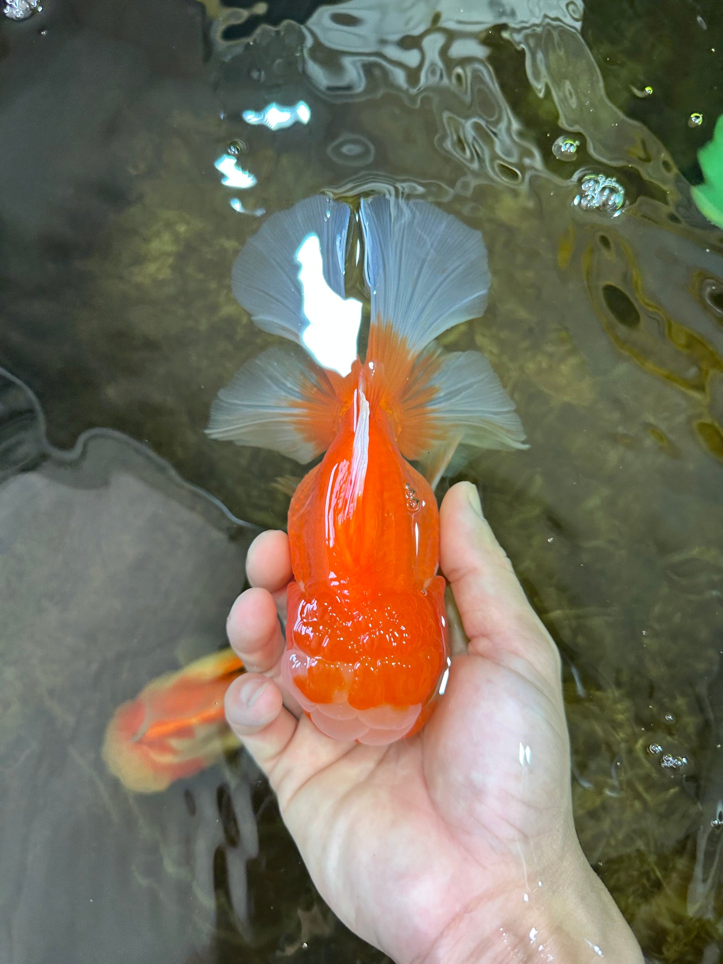 A Grade Jade Head Red White Oranda Female 6 inches #091225OR_13