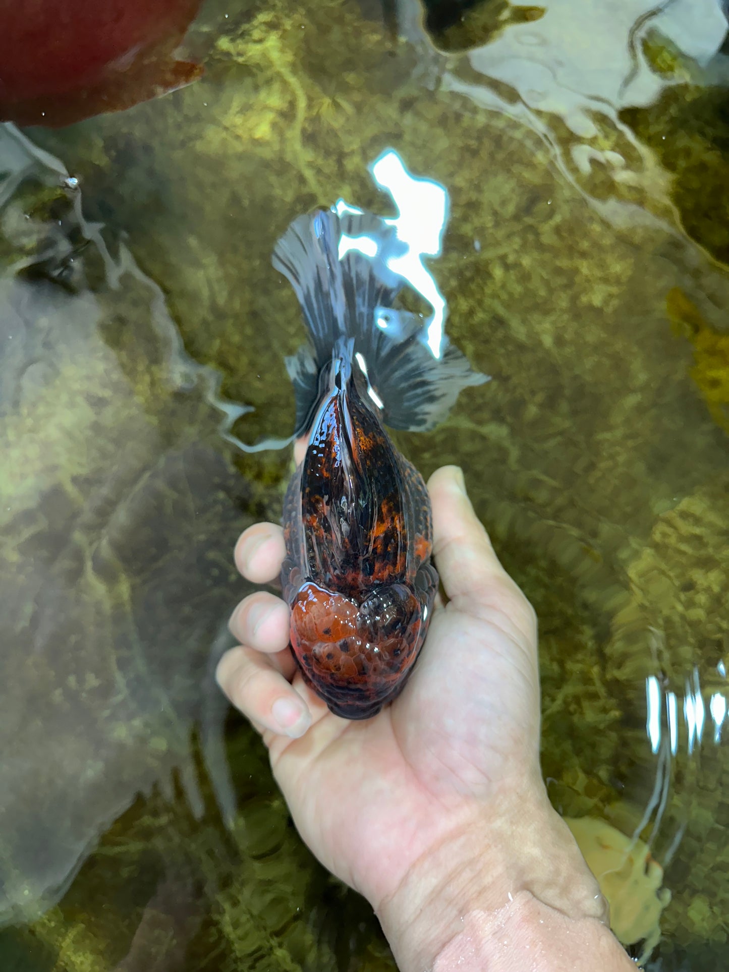 AAA Grade Godzilla Tiger Oranda Male 5.5 inches #100325OR_12