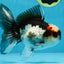 Tricolor Oranda Male 5-5.5 inches #100325OR_23