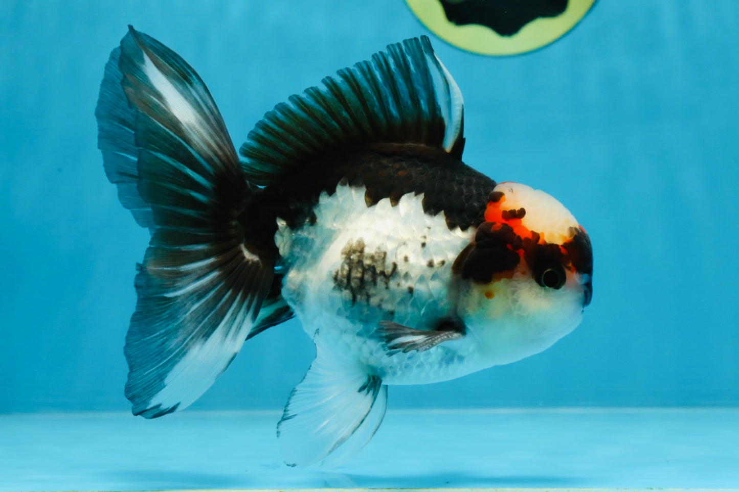 Tricolor Oranda Male 5-5.5 inches #100325OR_23