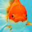 A Grade Red White Oranda Female 6.5-7 inches #050826OR_06