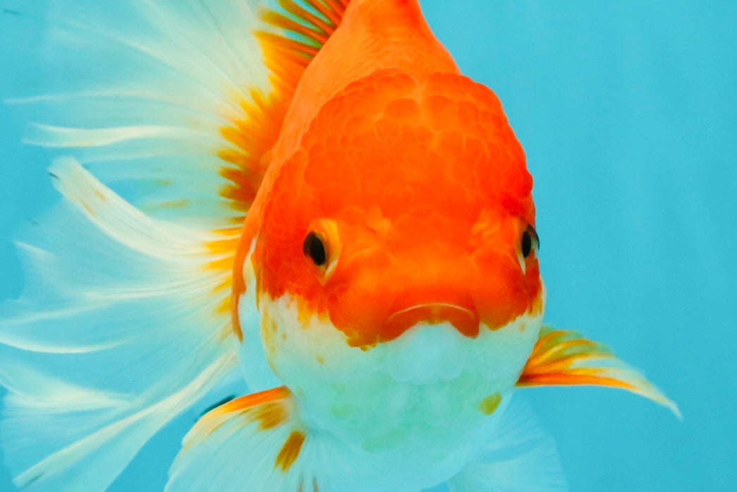 A Grade Red White Oranda Female 6.5-7 inches #050826OR_06