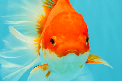 A Grade Red White Oranda Female 6.5-7 inches #050826OR_06